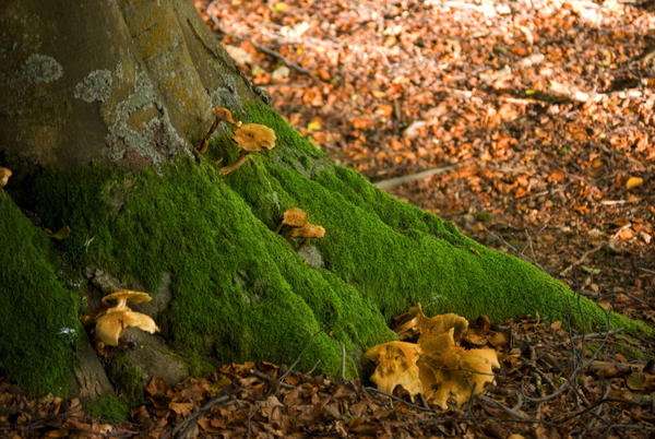 mossy mushroom