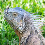 Iguana