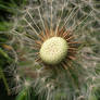 The Spring Dandelion Clock