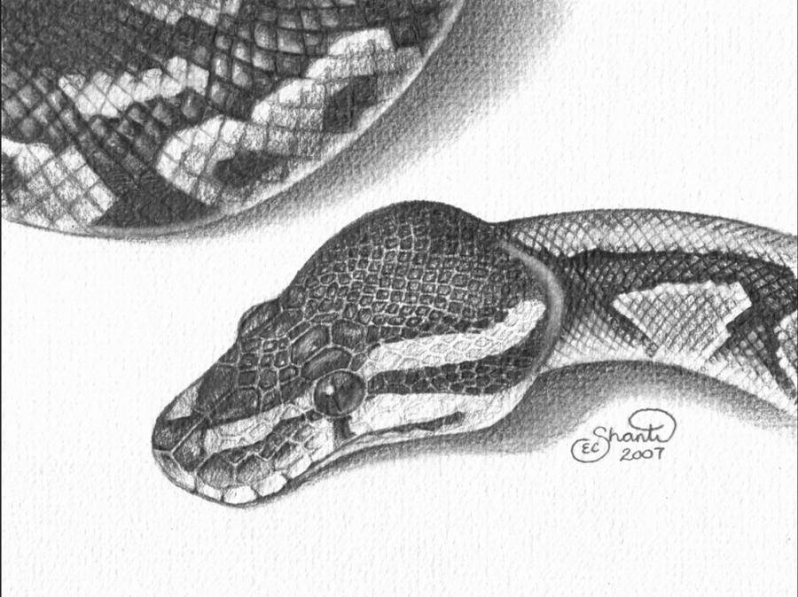 Ball Python by ShantiCameron on DeviantArt