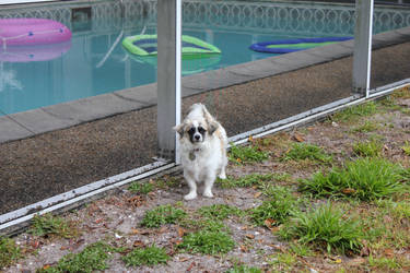 Bode by the Pool