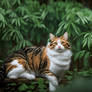 Default cat in a forest