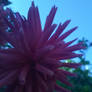 Red Flower with natural blueish tint