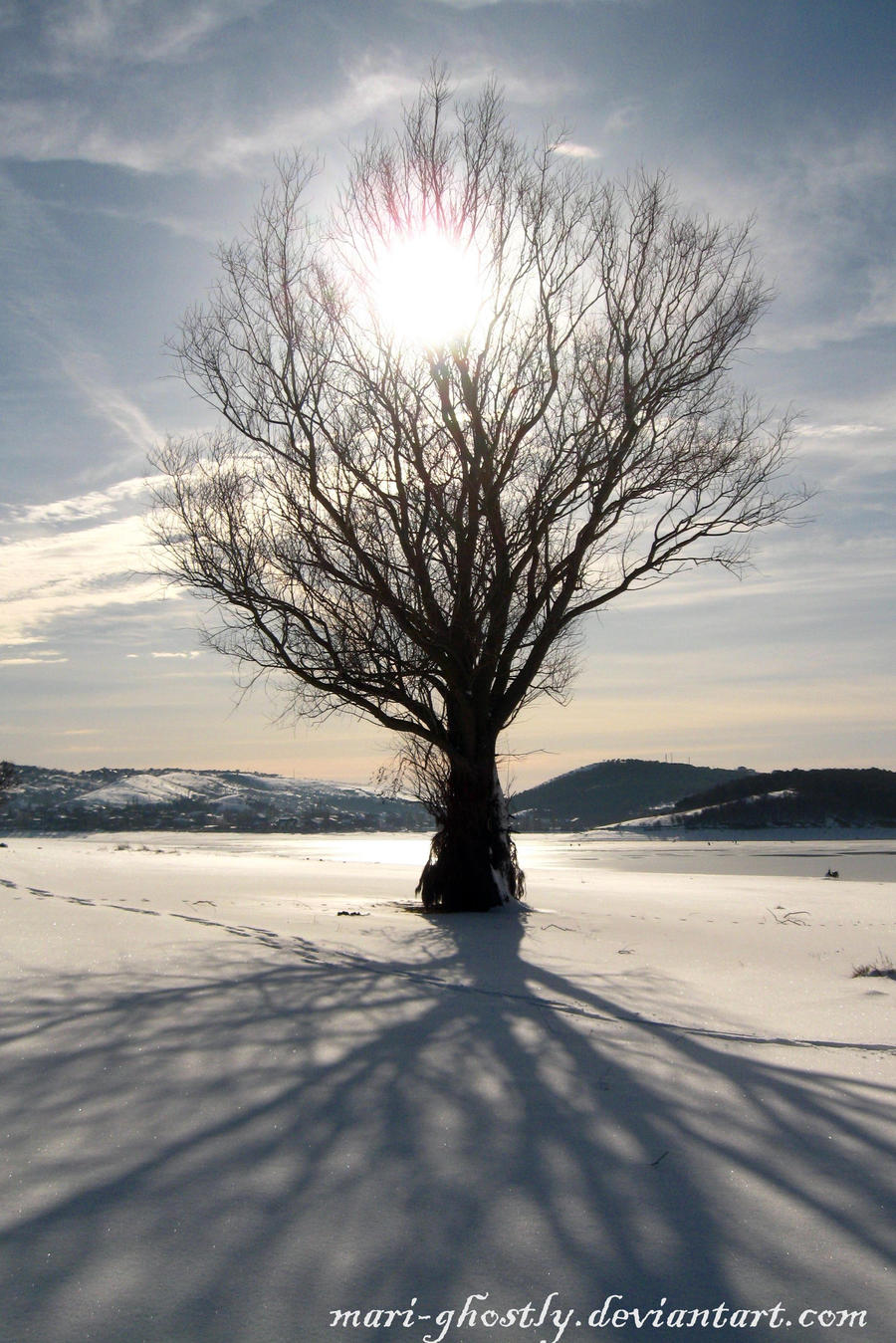 winter Tree