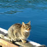 'sea' cat in Balaklava