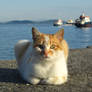 cats of Istambul 5