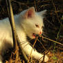 big white cat on hunting