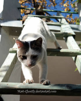 the difficulties down the stairs