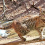 cat, who lives near the waterfall