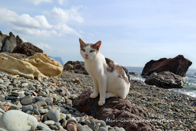 cat with jasper beach