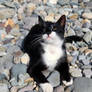 cat on the beach