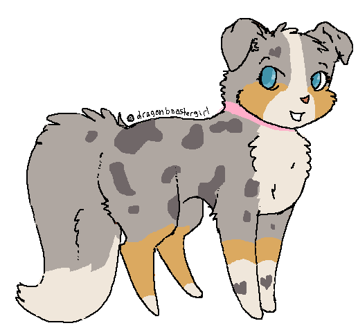 Puppy Auction~ Blue Merle