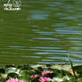 Summer. Pond. Pink water lilies.