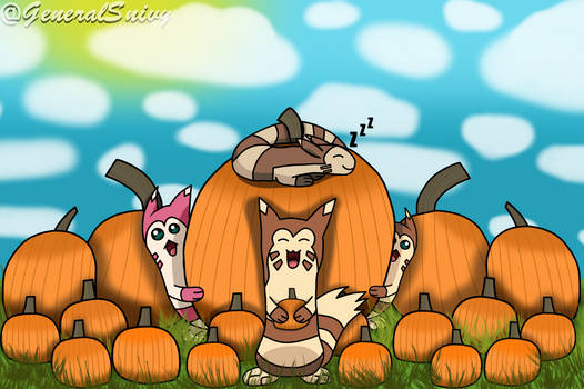 Furrets in a pumpkin patch