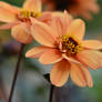 Fleurs Oranges