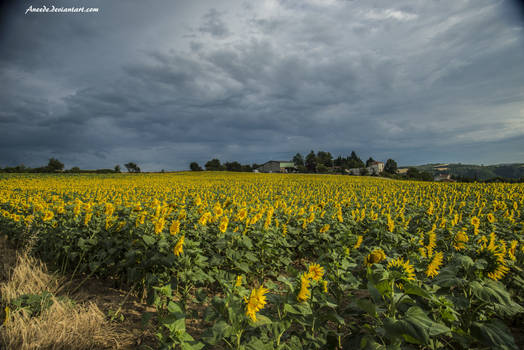 Sunflowers without Sun