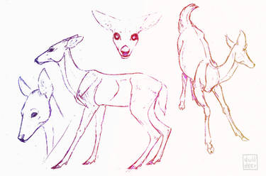 Deer study [part1]