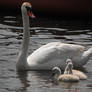 Swan Family