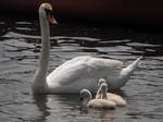 Swan Family by ArrsistableStock