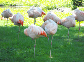 Sleepy Flamingos