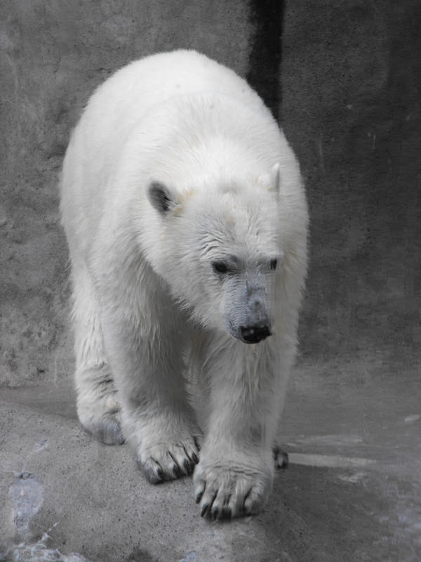 Polar Bear