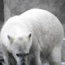 Polar Bear 2