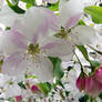 bounteous blossoms