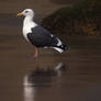 dreaming gull