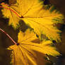 leaves of gold