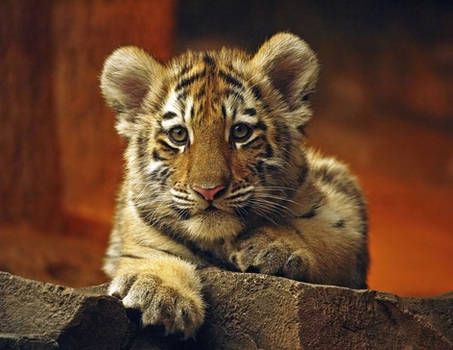 inquisitive cub