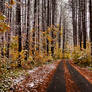 snowy autumnal woods