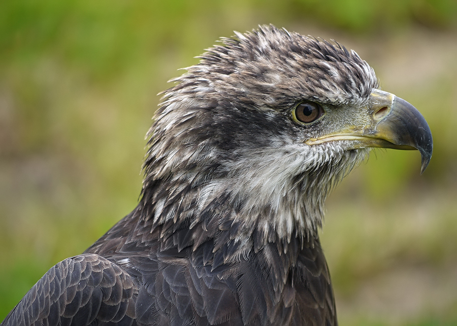 juvenile Bald Eagle