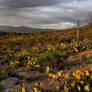 desert sunset in the Spring