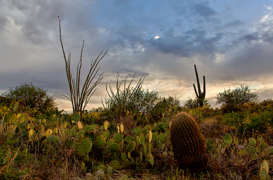 Sonoran Desert