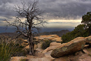 Mount Lemmon