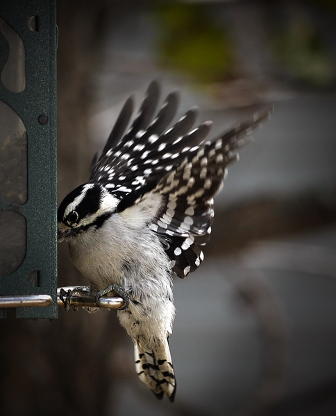 downy plumage