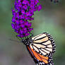 garden Monarch