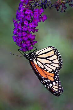 garden Monarch