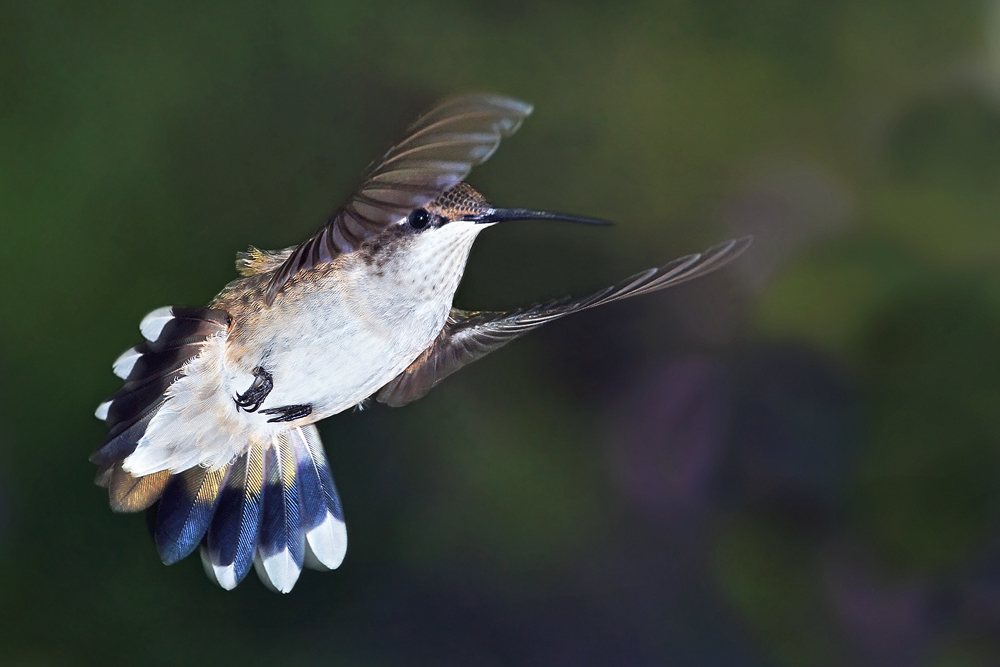 aerial dancer