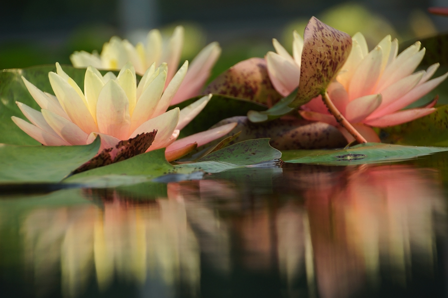 Lily Reflections