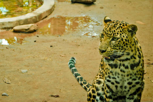 Felino detras del cristal