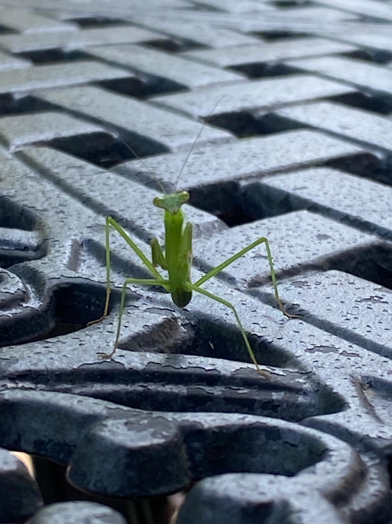 Mantis by dragohawk456 on DeviantArt