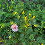Pink rose