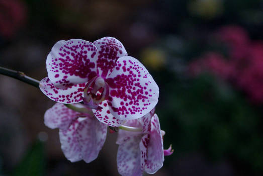 winter orchid