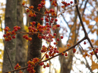 Red Berries