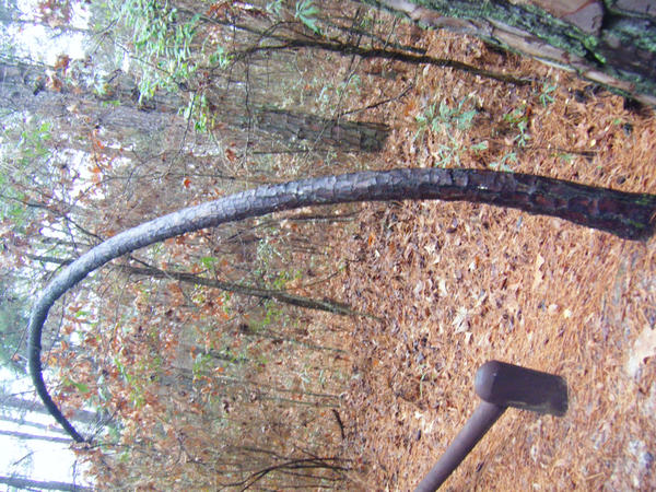 Catapult Tree by Hmlian24 on DeviantArt