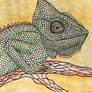 Chamaeleo zeylanicus