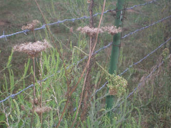 Among the Barbed Wire