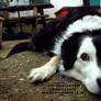 Toby the Lady Border Collie