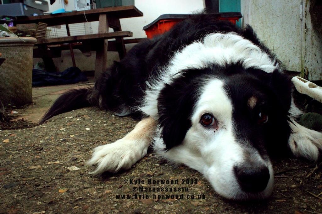 Toby the Lady Border Collie